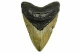 Fossil Megalodon Tooth - North Carolina #378016-1